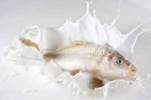 Read more about the article Eating Milk And Fish Together- Causes White Patches ?
