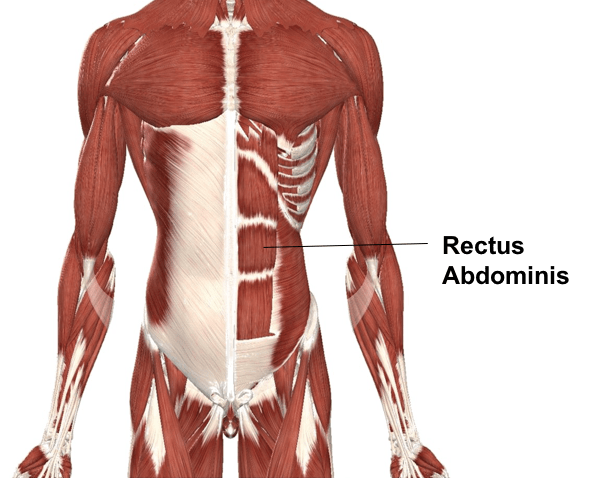rectus abdominis
