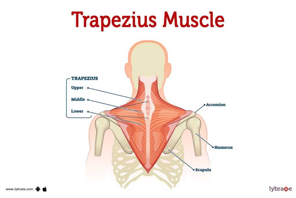 Lower Trapezius Muscle Activation Exercises 
