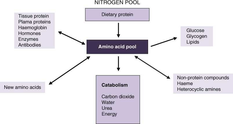 amino acid pool