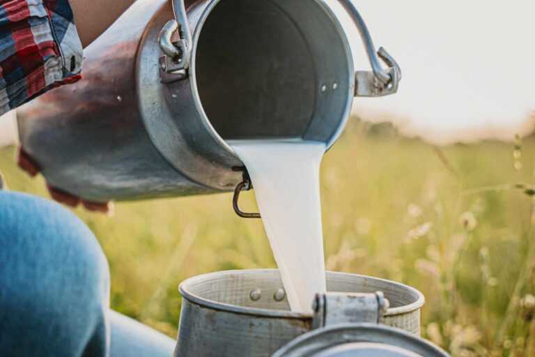 Read more about the article Raw Vs Pasteurized Milk| Which Is Better ?