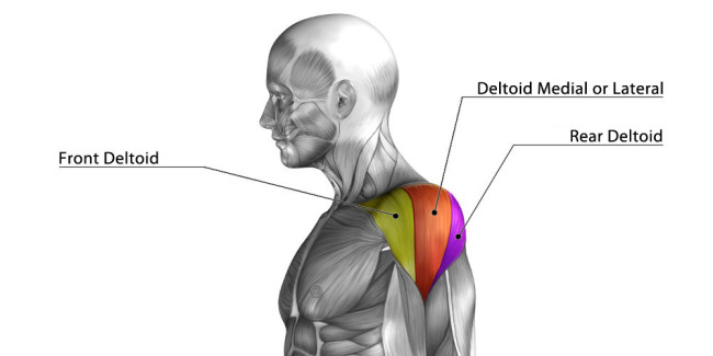 three muscle of the shoulder