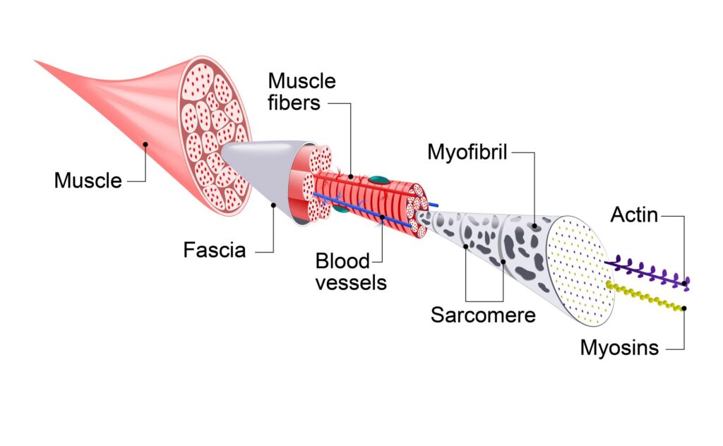 muscle layers