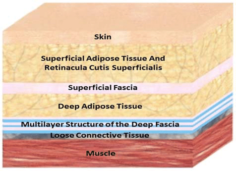 facial layers